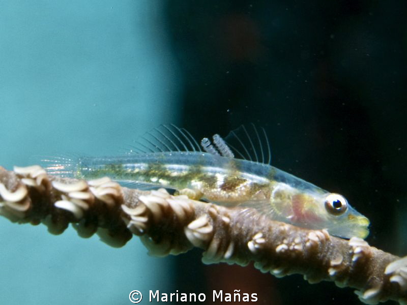 Transparent Goby with eggs inside by Mariano Mañas 