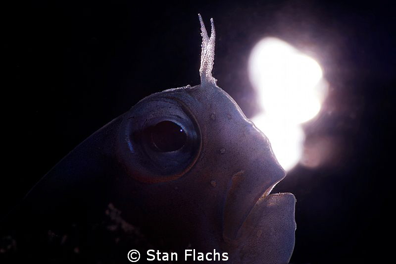Blenny in backlight by Stan Flachs 