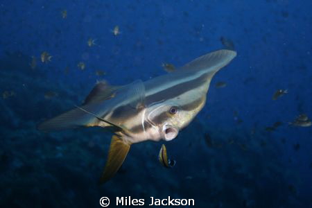 Batfish visits a cleaning station during a dawn dive. by Miles Jackson 