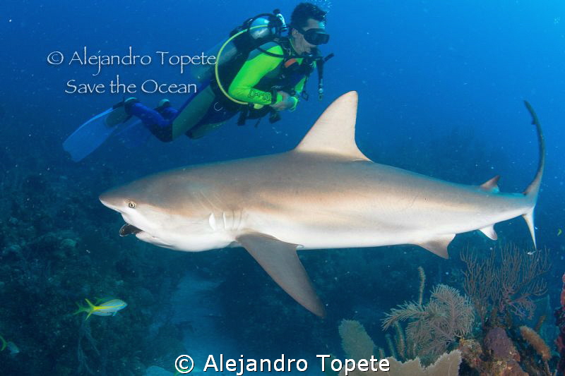 Shark eating with Diver, Gardens of the Queen Cuba by Alejandro Topete 