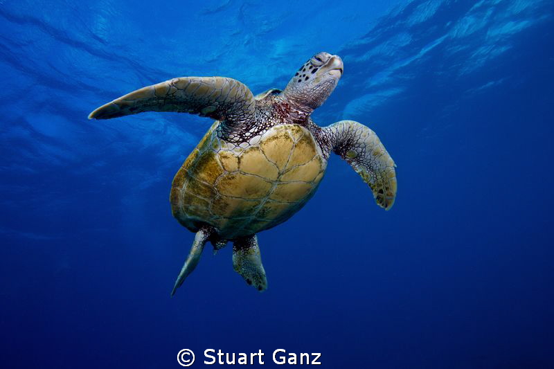 Hawaiian Green sea turtle floating upwards to the surface. by Stuart Ganz 