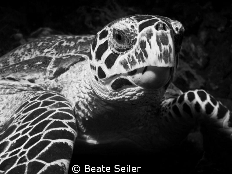 Turtle in B/W by Beate Seiler 