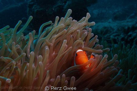 Clownfish is always a good subject for underwater photogr... by Pierz Gwee 