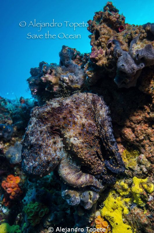 Can You find the octopus?, Galapagos Ecuador by Alejandro Topete 