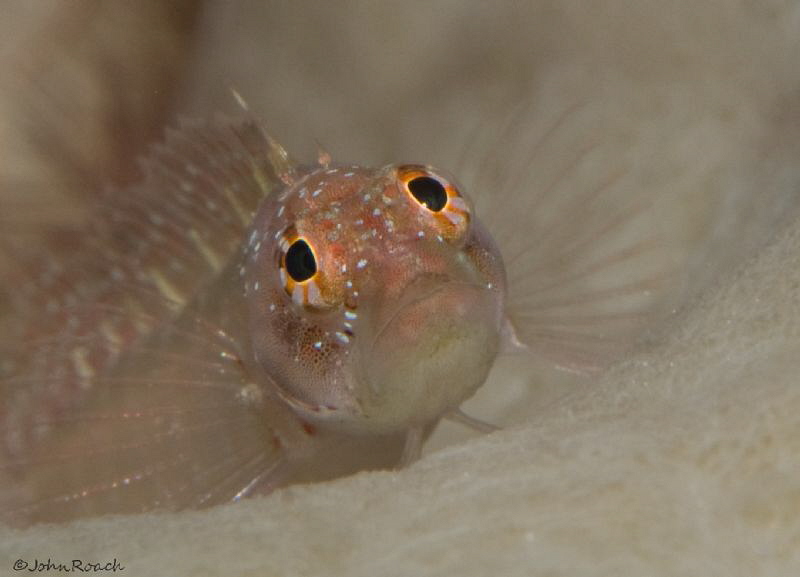 OMG.....Ringed blenny   Starksia hassi at "Vista Blue " B... by John Roach 