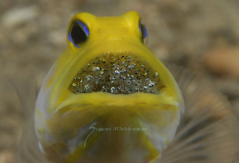 2 days aaaand counting! Phew!
Male Yellowhead jawfish wi... by Suzan Meldonian 