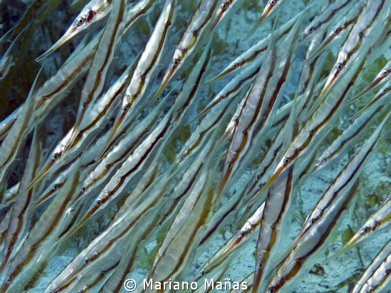 Upside down (Razorfish) by Mariano Mañas 