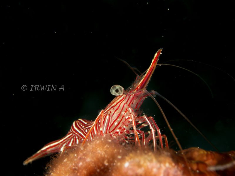 The Cleaner Shrimp
Padang, Indonesia.
Canon Powershot S... by Irwin Ang 