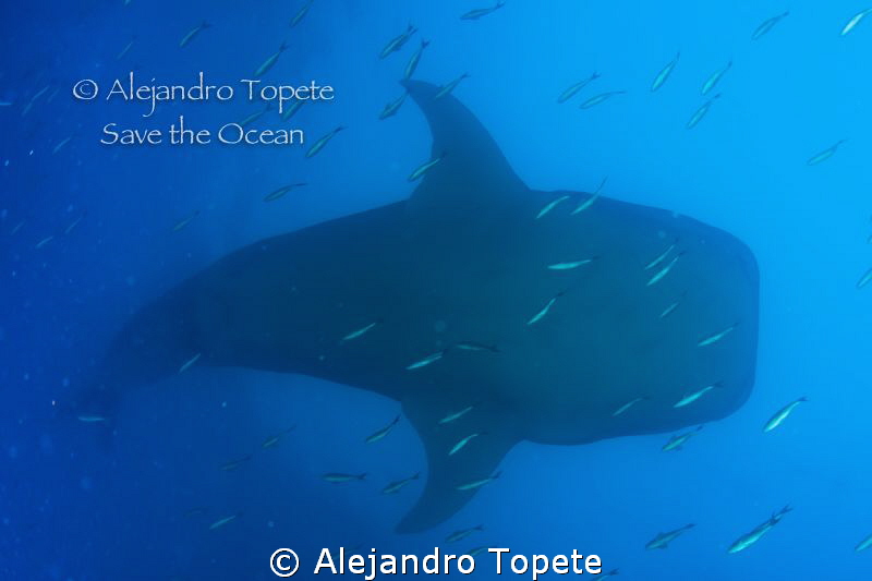 Whale Shark siluet, Galapagos Ecuador by Alejandro Topete 