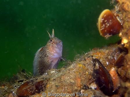 This is my favourite fish blenny with it facial desture a... by Blagodarova Elena 