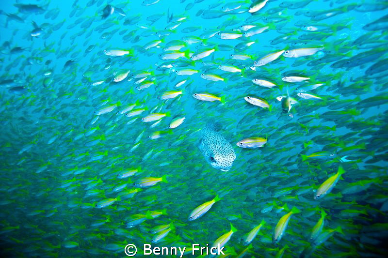 Out on the Similan Island. I saw this puffer swimming thr... by Benny Frick 