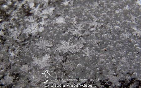 twinkle twinkle little stars....
macro - snow-crystals o... by Claudia Weber-Gebert 