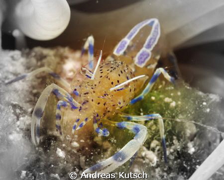 macro shot in the med with small changes by Andreas Kutsch 