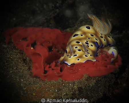 RISBECIA TRYONI with eggs..! by Azman Kamaluddin 