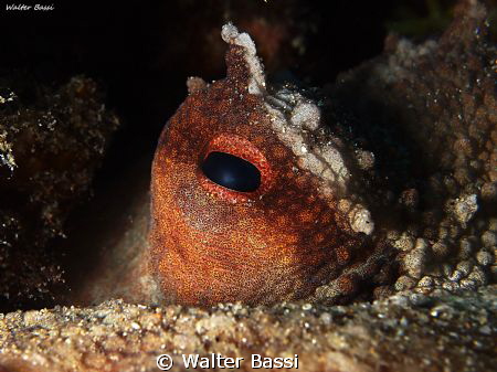 Octopus eye by Walter Bassi 