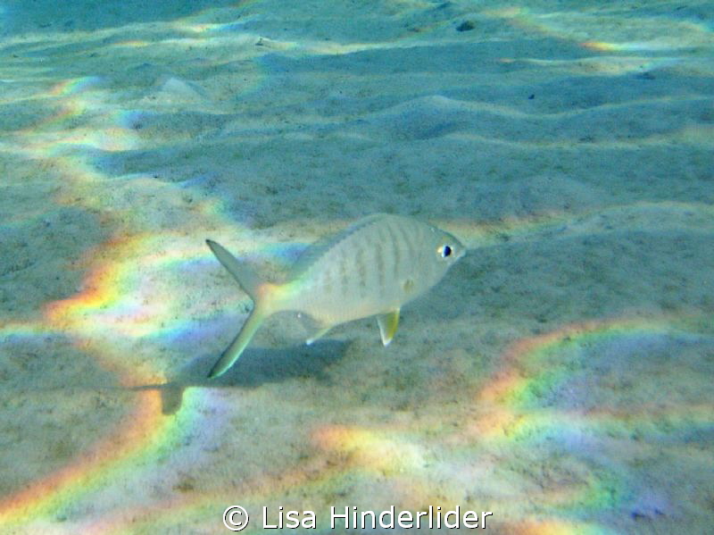 Rainbow Reflections- clear morning in the shallows by Lisa Hinderlider 