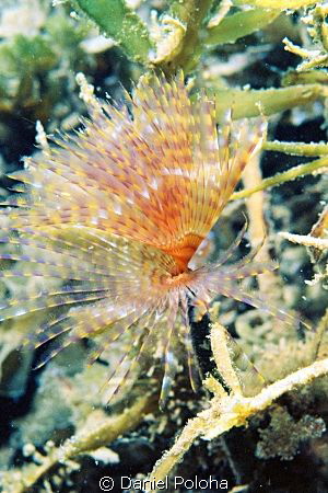 A fragile fan worm among sea weeds by Daniel Poloha 