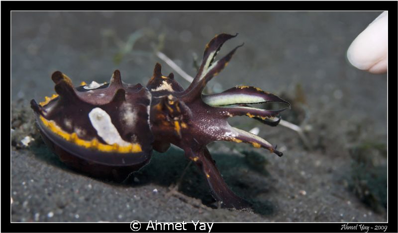 Baby Flamboyant Cuttlefish...
Lembeh, Kavpal-Indah
Cano... by Ahmet Yay 