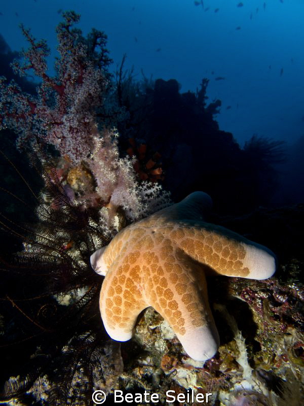 Seastar on a morning dive at the housereef by Beate Seiler 