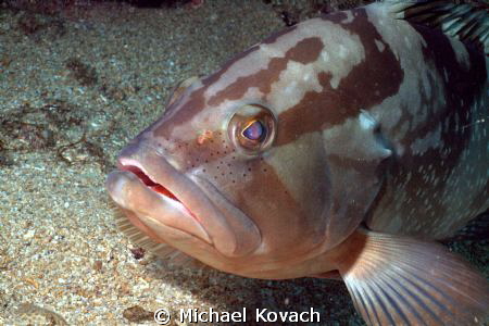 Red Grouper on the Big Coral Knoll off the beach in Fort ... by Michael Kovach 