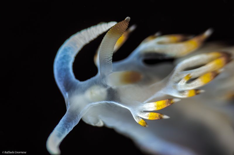 "From the Top" 
Flabellina Babai by Raffaele Livornese 