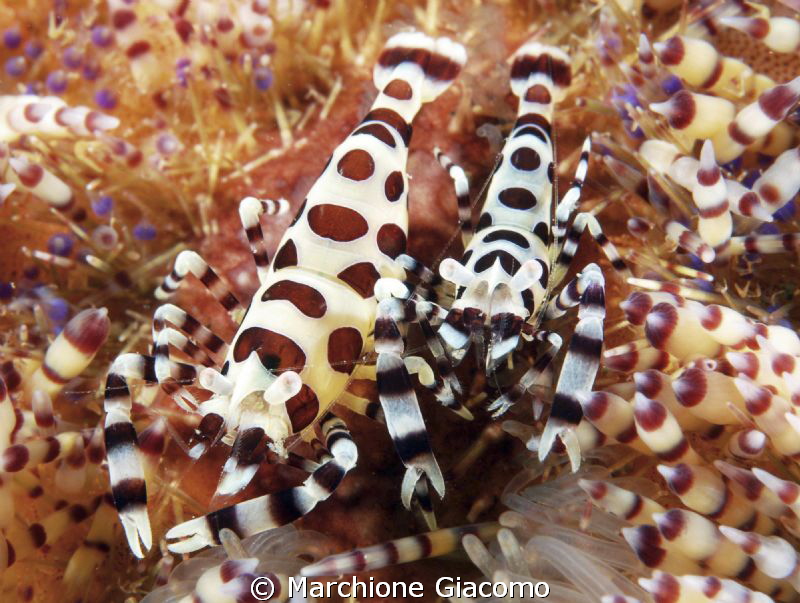 Coleman shrimps
Komodo Island
Nikon D200, 60 micro , tw... by Marchione Giacomo 