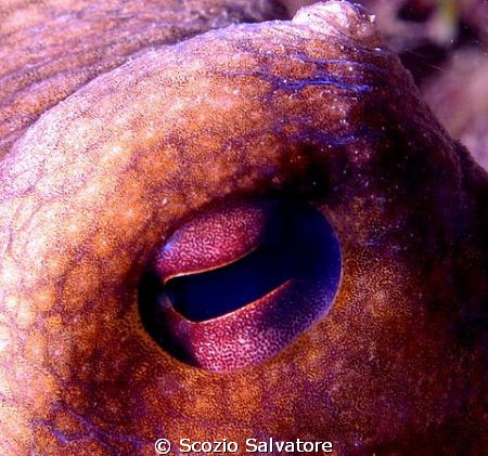octopus particolare occhio by Scozio Salvatore 