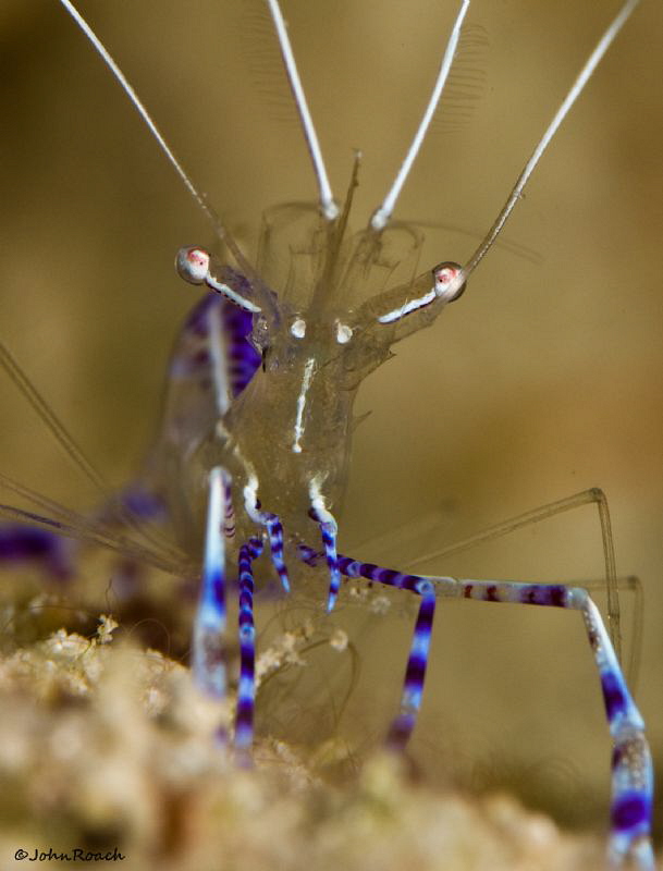 Pedersen Cleaner shrimp  Carib Inn reef by John Roach 
