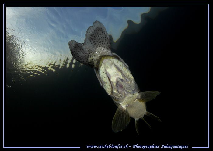 Adult Pike fish having a meal (a Trout)... ;O)... by Michel Lonfat 