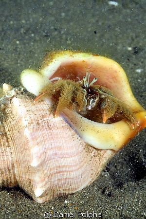 Curious hermit crab on a silty bottom by Daniel Poloha 