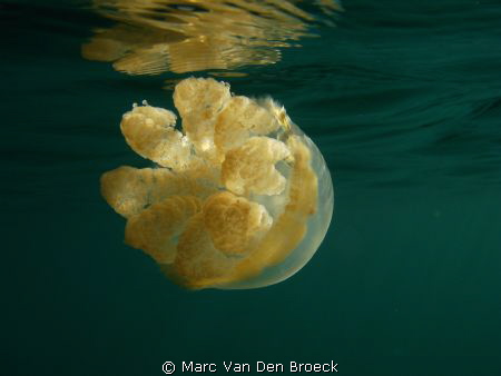 endemic for palau by Marc Van Den Broeck 