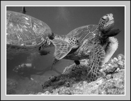 "Move Over" - Hawaiian Green Sea Turtle the "Honu" pushin... by Glenn Poulain 
