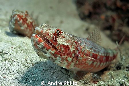 lizardfishes waiting for prey... by Andre Philip 
