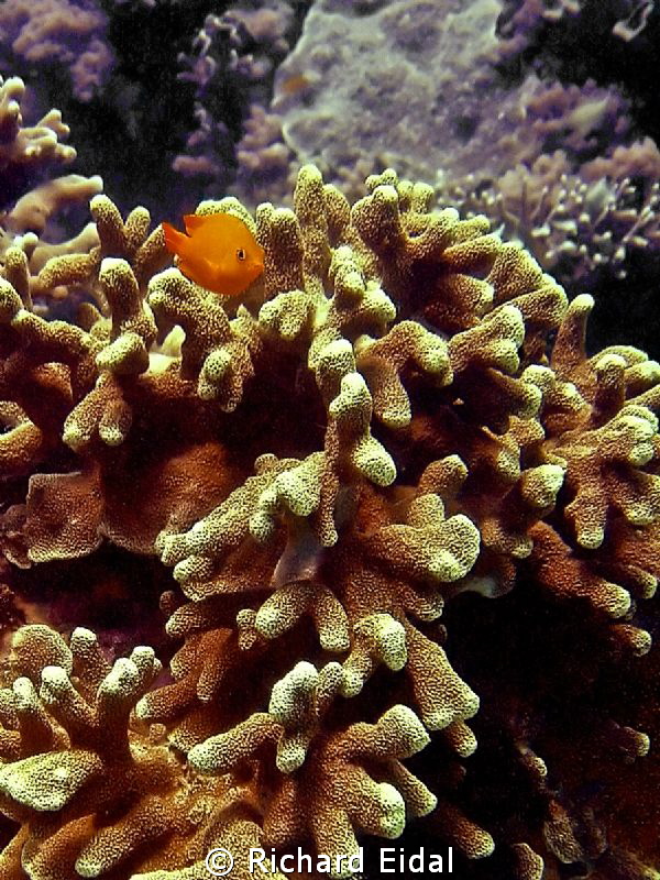 Taken in a dive at Puerto Galera.  This little guy was cu... by Richard Eidal 
