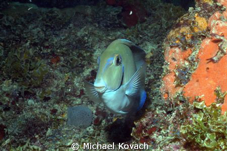 Ocean Surgeonfish on the Big Coral Knoll off the beach in... by Michael Kovach 