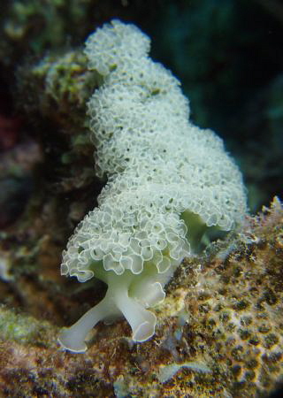 Lettuce Leaf Sea Slug take with 3 Sola lights No strobes. by Jennifer Ramins 