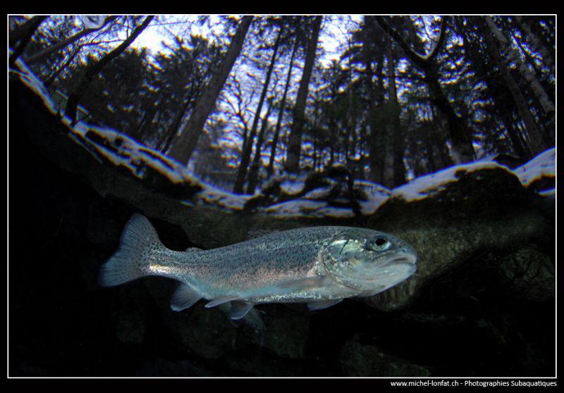 Trout close to the surface... :O)... by Michel Lonfat 
