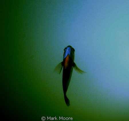 Freshwater perch taken at local lake by Mark Moore 