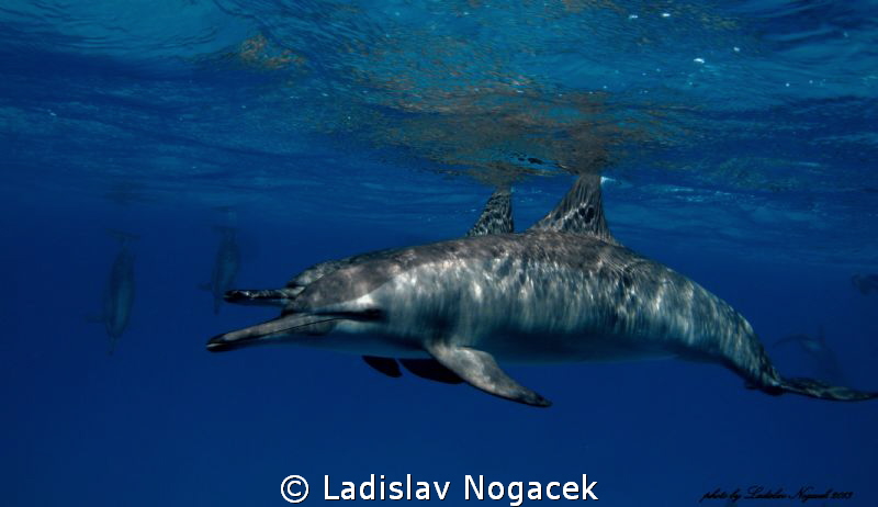 Spinner dolphins by Ladislav Nogacek 
