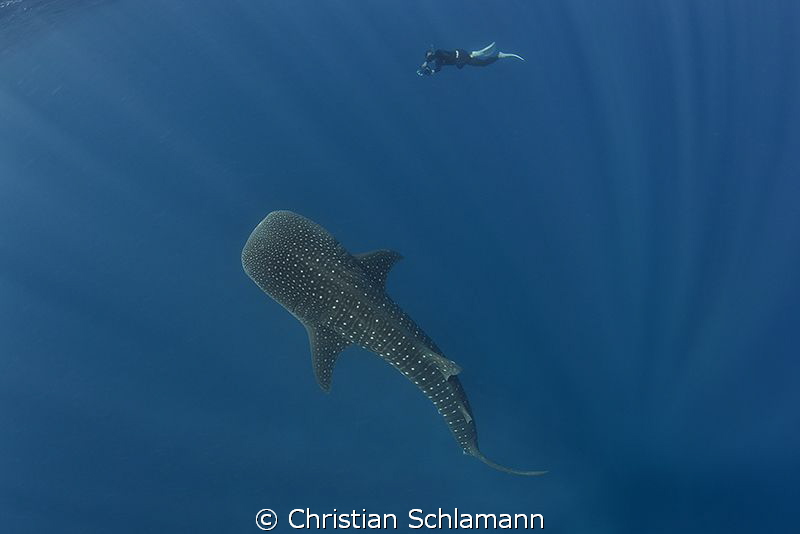 Beautiful time with a whale shark at the Silver Banks. by Christian Schlamann 