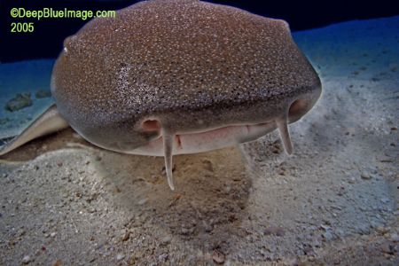nurse shark, bahamas, this guy bumped into my lense by T. Singer 