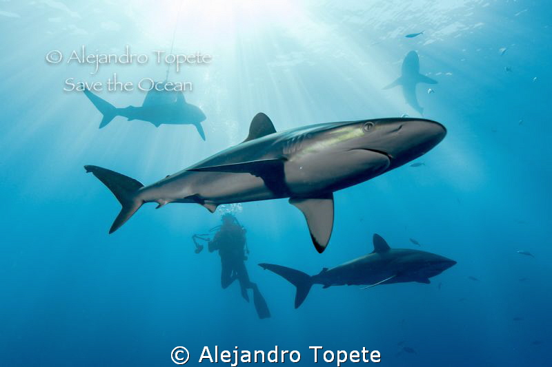 Shark with Photographer and siluets, Gardens of the Queen by Alejandro Topete 