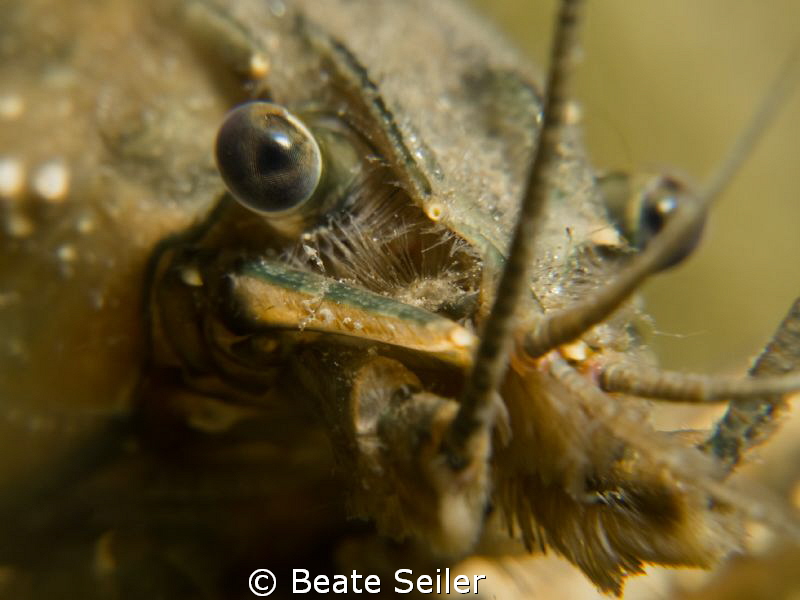 Crayfish close-up by Beate Seiler 