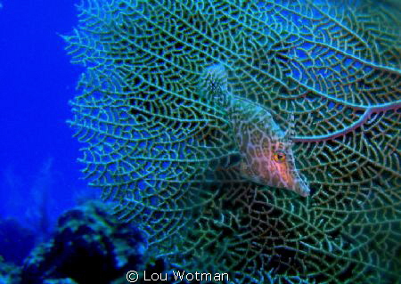 Juvenile File Fish on Fan Coral by Lou Wotman 
