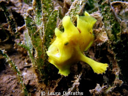 Yellow frogfish in the seagrass by Laura Dinraths 