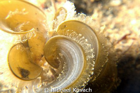 White Scroll algae at the Big Coral Knoll off the beach i... by Michael Kovach 