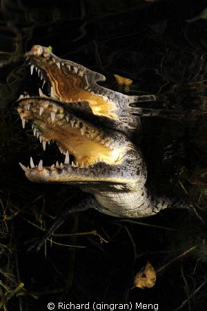 Crocodile Close－up by Richard (qingran) Meng 