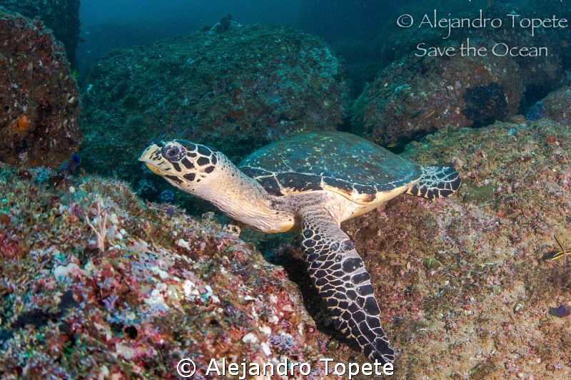 Turtle resting on the rock, Acapulco Mexico by Alejandro Topete 