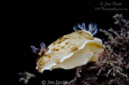 Aphelodoris varia @ Fly Point, NSW, Australia. One of the... by Jim Dodd 