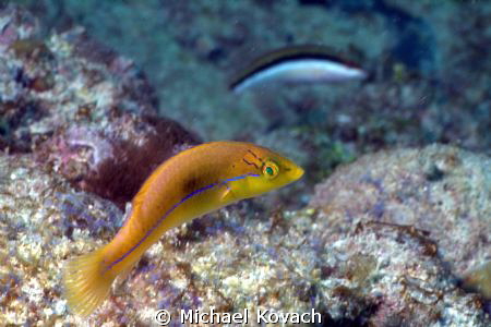Juvenile Yellowhead Wrasse on the Big Coral Knoll off the... by Michael Kovach 